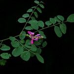 Indigofera cassioides Хабит