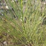 Moringa peregrina Leaf