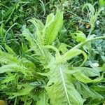 Crepis setosa Leaf