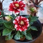 Dahlia pinnata花