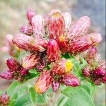 Inula conyza Sonstige