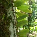 Pyrrosia piloselloides Leht