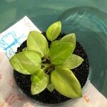 Peperomia serpens Folla