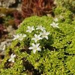 Minuartia rupestris Flower