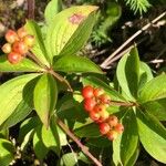 Cornus canadensisFlor