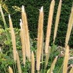 Pennisetum macrourum Blodyn