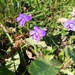 Viola rivinianaFlower