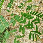 Amorpha fruticosa Lehti