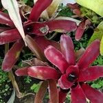 Vriesea heliconioides Leaf