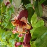 Bignonia capreolata Fiore