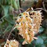 Dendrobium crassifolium Bloem