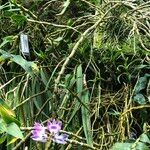 Dendrobium victoriae-reginae 整株植物