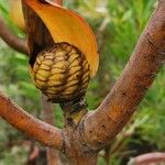 Leucadendron salicifolium Ďalší