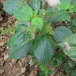 Laportea aestuans Leaf
