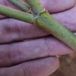 Nerium oleander Azala