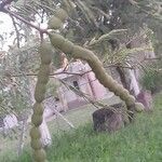 Vachellia aroma Fruit