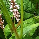 Bistorta amplexicaulis Coajă