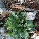 Pastinaca lucida Hoja