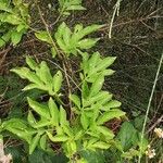 Solanum seaforthianum Листок