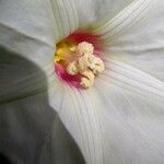 Merremia dissecta Floare