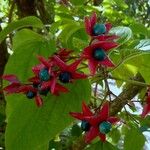 Clerodendrum trichotomum Fruto