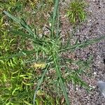 Cirsium odontolepis Leaf