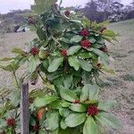 Pittosporum coccineum Costuma