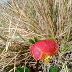 Ranunculus gusmannii