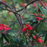 Euphorbia dendroides Flower