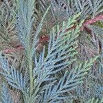 × Hesperotropsis leylandii Leaf