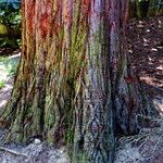 Sequoiadendron giganteum বাকল