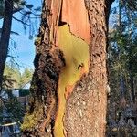 Arbutus menziesii Bark