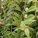 Hoya lanceolata Hábito