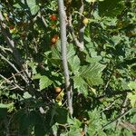 Ribes petraeum кора