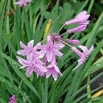 Tulbaghia violacea Kvet