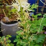 Camassia leichtlinii Flor