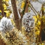 Salix gracilistyla Floare