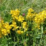 Genista sagittalis Flor