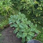 Brassica rupestris Leaf