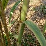 Arundo donax Coajă