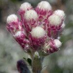 Antennaria rosea Flor