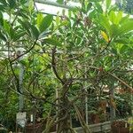 Rhizophora mangle Habitus