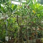 Rhizophora mangle ശീലം