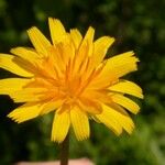 Krigia dandelion Bloem