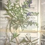 Angelonia biflora Flor