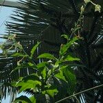 Nicotiana spp. Habit