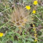 Tragopogon angustifolius Fruit