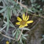 Jacobaea paludosa Flower