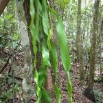 Ophioglossum pendulum Habitus