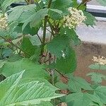 Viburnum acerifolium Цвят